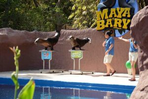 PRESENTACION LOBOS MARINOS EN ZOO (19)