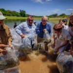 Fortalece gobernador Rubén Rocha en Sinaloa, pesca comercial y deportiva con 24.5 millones de alevines